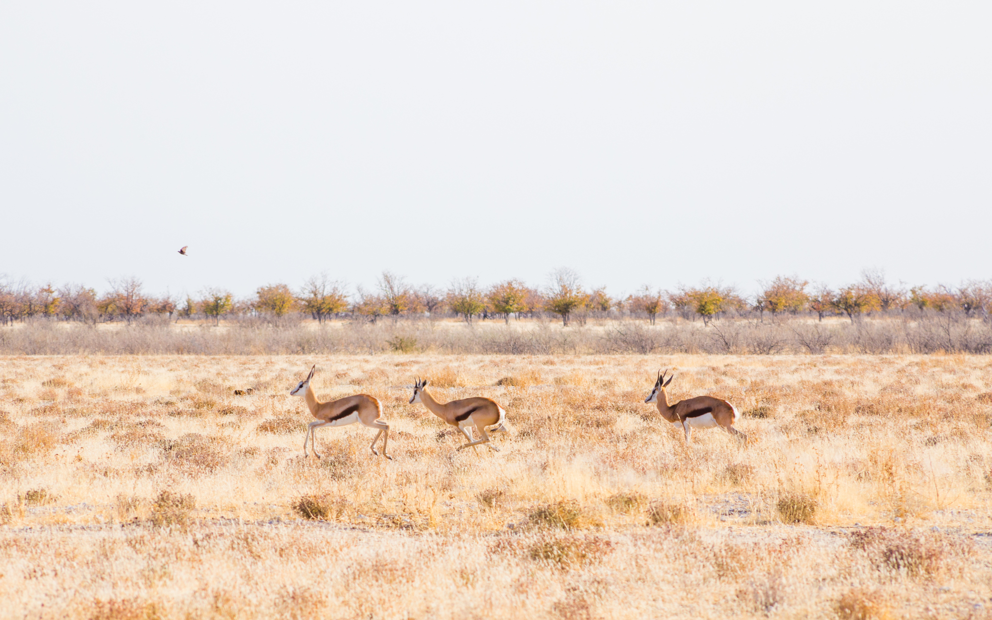 springbocks in namibia